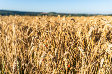 Kornfeld in allen Blickwinkeln