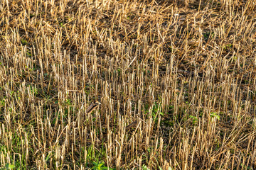 Kornfeld in allen Blickwinkeln