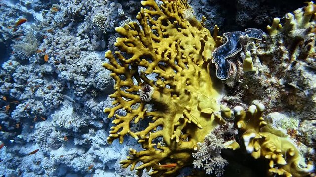 Net Fire Coral (Millepora dichotoma). Sharm el Sheikh, Egypt.