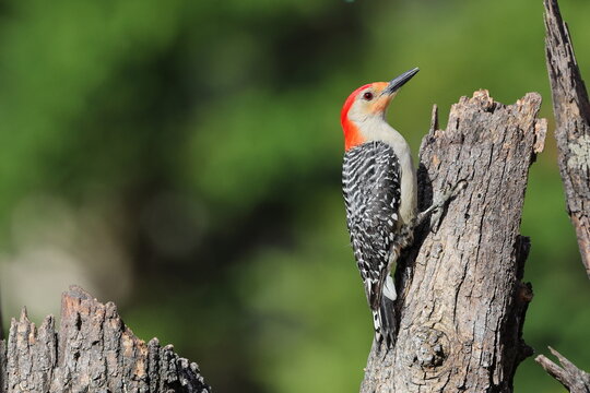 Red bellied woodpecker perched