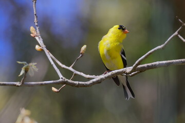 Fototapeta premium Yellow gold finches perched in tree