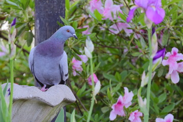 pigeon on the birdbath