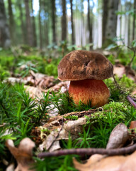 Pilze boletus