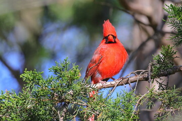 Red male cardinal perched in tree. 