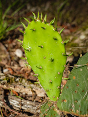 Prickly Pear Cactus out in the woods.