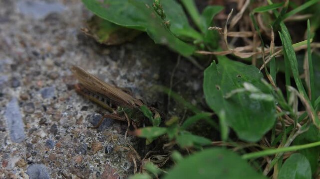 Une sauterelle morte au sol attaqu&eacute;e par des fourmis, photo en gros plan