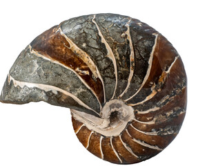 Close up isolated image of an ammonite fossil © Aaron
