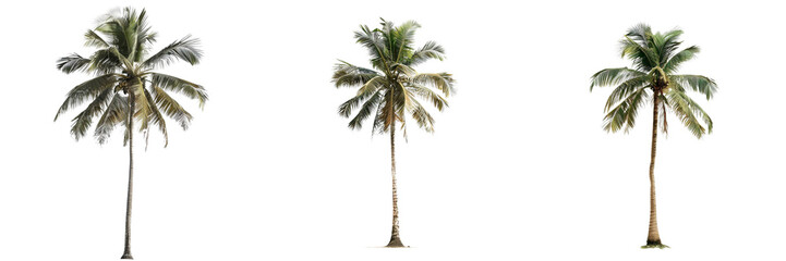 Set of  single palm tree standing tall isolated on transparent background   (3)