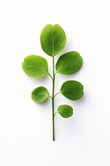 Isolated clover symbol for stpatrick s day on white background with full depth of field