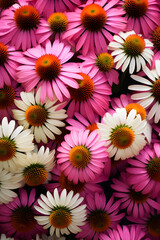 Floral Splendor: A Romantic Display of Blossoming Echinacea Flowers amidst a Verdant Landscape
