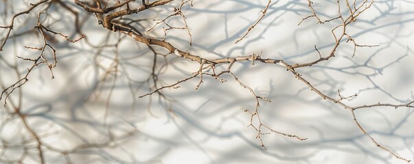 Fototapeta premium Bare tree branches with shadow on white wall