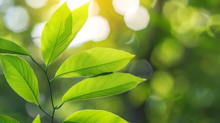 Close-up of green leaves with sunlight filtering through in a blurred background