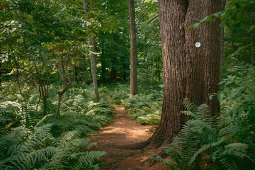 Ferns in the forest along the Partridge Island Trail in Lynnfield, Massachusetts