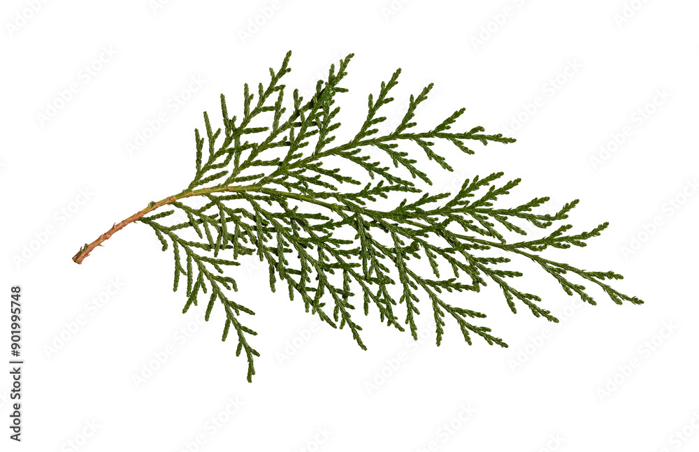 Wall mural a dried pressed thuja branch isolated on a white background. design element for creating christmas c