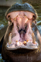 Inside the Hippo's Mouth