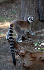 Ring-tailed Lemur