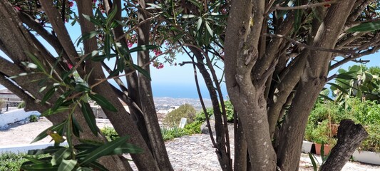 beautiful pink oleander tree in santorini greece with blue sky backdrop