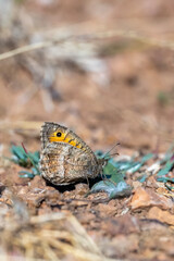 Satyridae / Seyit / False Grayling / Arethusana arethusa