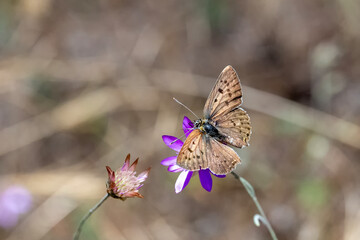 butterfly on flower