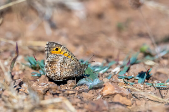 Satyridae / Seyit / False Grayling / Arethusana arethusa