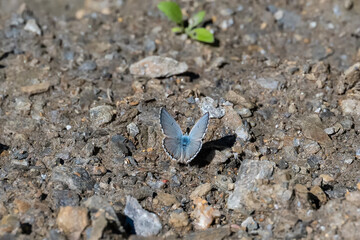 ants on the ground