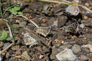 butterfly on the rock
