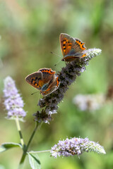 Lycaenidae / Benekli Bakır / Small Copper / Lycaena phlaeas