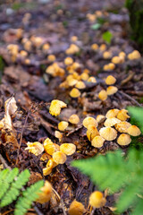 Many small yellow mushrooms on a forest floor