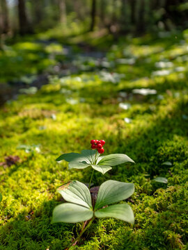 One single bunchberry plant with red berries in a forest