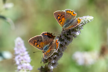 Lycaenidae / Benekli Bakır / Small Copper / Lycaena phlaeas