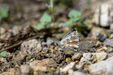 butterfly on a tree