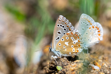butterfly on a flower