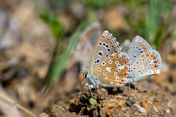 butterfly on a flower