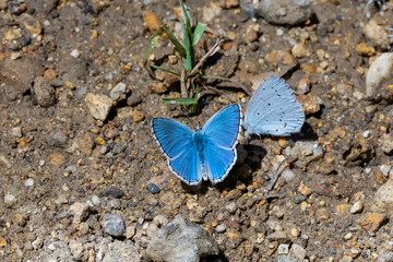 butterfly on a rock