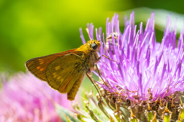 butterfly on flower