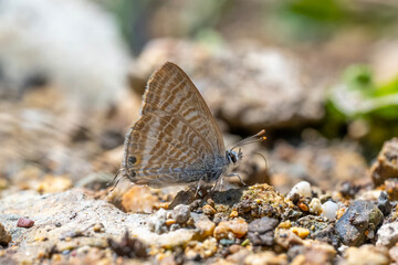 butterfly on the ground