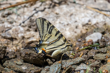 Papilionidae / Erik Kırlangıçkuyruğu / Scarce Swallowtail / Iphiclides podalirius