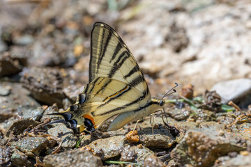 Papilionidae / Erik Kırlangıçkuyruğu / Scarce Swallowtail / Iphiclides podalirius