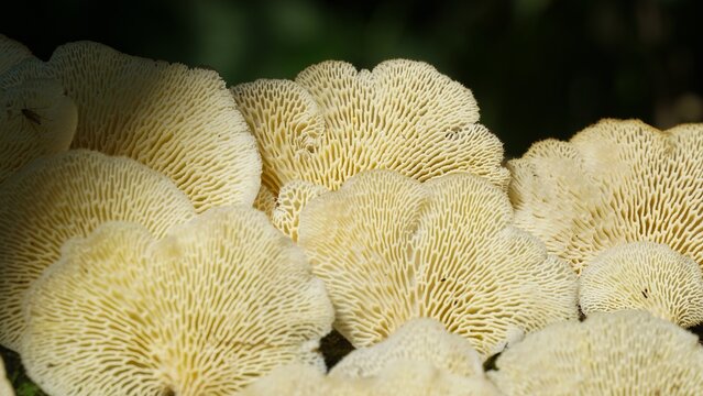 Cogumelos, texturas da parte de baixo do cogumelo
