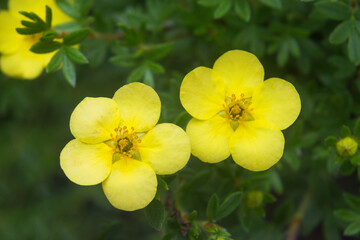 Shrub of potentilla fruticosa sommerflor shrubby cinquefoil yellow flowers with green.