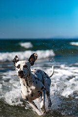 Dalmatiner springt im Meer in den Wellen