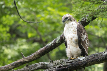 枝にとまるクマタカの若鳥