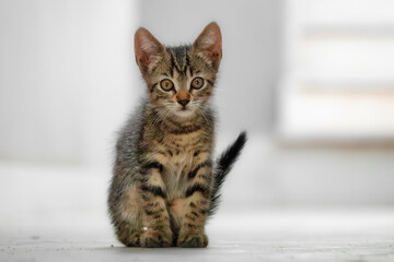 Katzenjunges Portrait