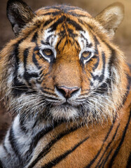 Fototapeta premium Close-Up of a Majestic Bengal Tiger Face Capturing Intense Gaze and Striking Stripes in Vibrant Detail. Vertical Banner Wallpaper