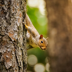 Adventurous Squirrel on a tree