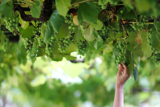 Female hand delicately picking a grape from a Spanish vineyard in Galicia.
