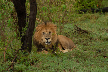 Naklejka premium lions