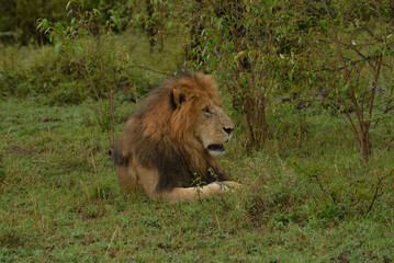 lions