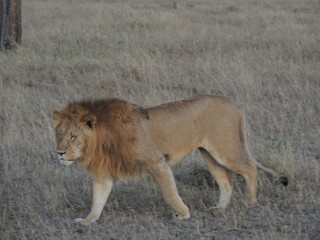 Naklejka premium Kenyan Lions Maasai Mara Kenya East Africa 