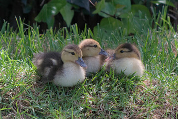 Tres patos en el pasto.